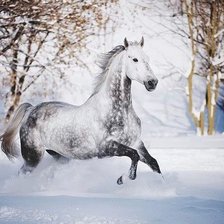 Схема вышивки «белая лошадь»