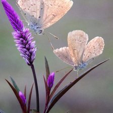 Схема вышивки «бабочки»