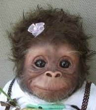 Схема вышивки «очаровашка»