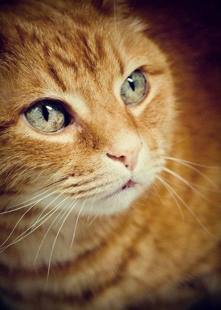 №997400 - кошки, котенок, животные, звери - оригинал