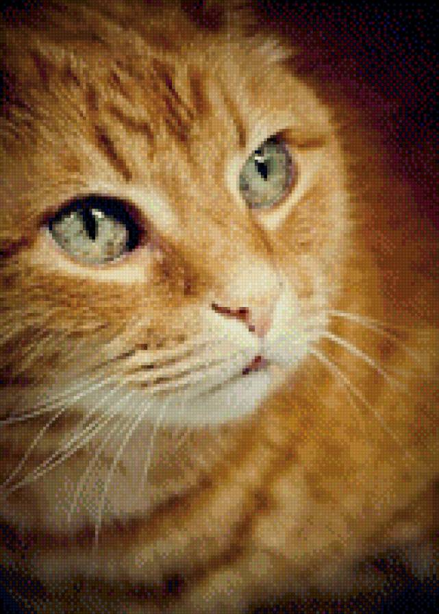 №997400 - кошки, котенок, животные, звери - предпросмотр