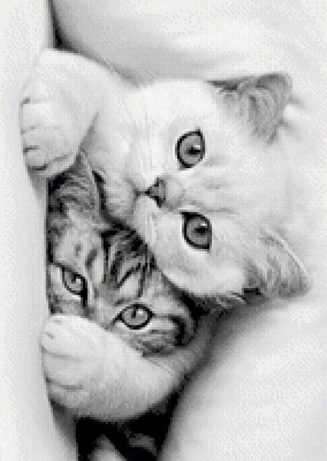 №997420 - котенок, животные, звери, кошки - предпросмотр