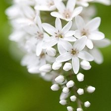 Схема вышивки «№997458»