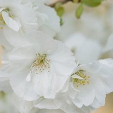 Схема вышивки «№997459»