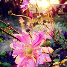 Схема вышивки «№997464»