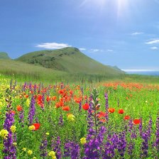 альпийские луга