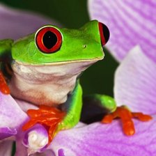 Схема вышивки «красотка»