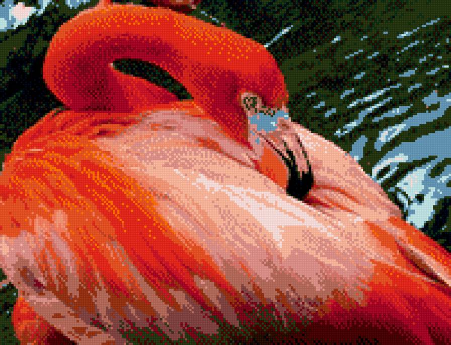 Фламинго - предпросмотр