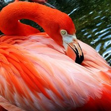 Фламинго