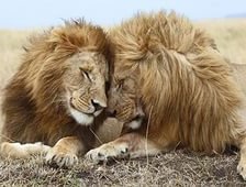 Схема вышивки «львы»