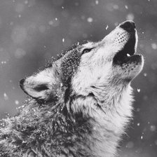 Схема вышивки «Волк»