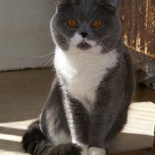 Любимый кот