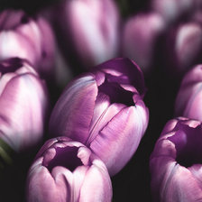 Схема вышивки «тюльпаны»