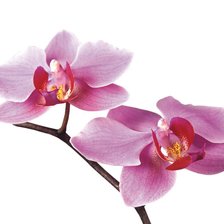 Схема вышивки «Орх»