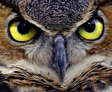 Схема вышивки «Сова - 1»