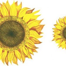 Схема вышивки «подсолнух»