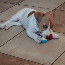 Схема вышивки «щенок»