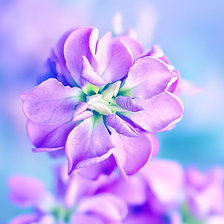 Схема вышивки «№ 114»