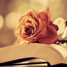 Схема вышивки «Роза»