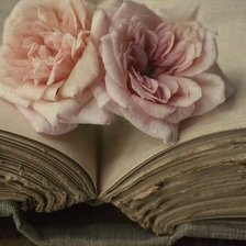 Схема вышивки «Розы»