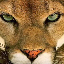 Схема вышивки «Пума»