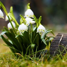 Схема вышивки «№ 116»