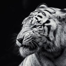 Схема вышивки «№ 120»