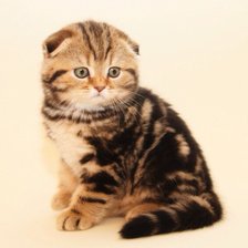 Схема вышивки «котёнок Британец»