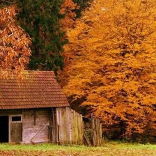 домик в лесу