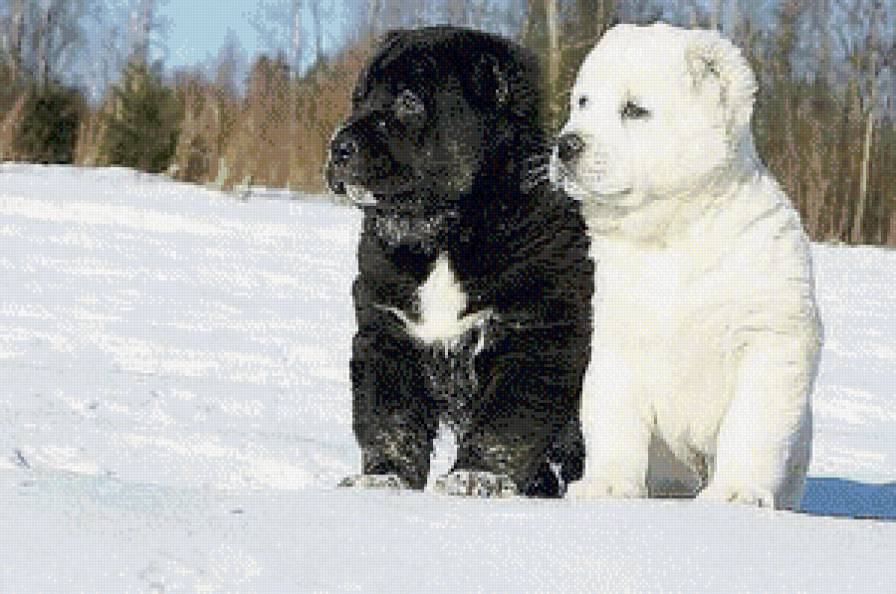 двойняшки - собаки - предпросмотр