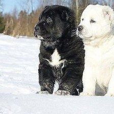 Схема вышивки «двойняшки»