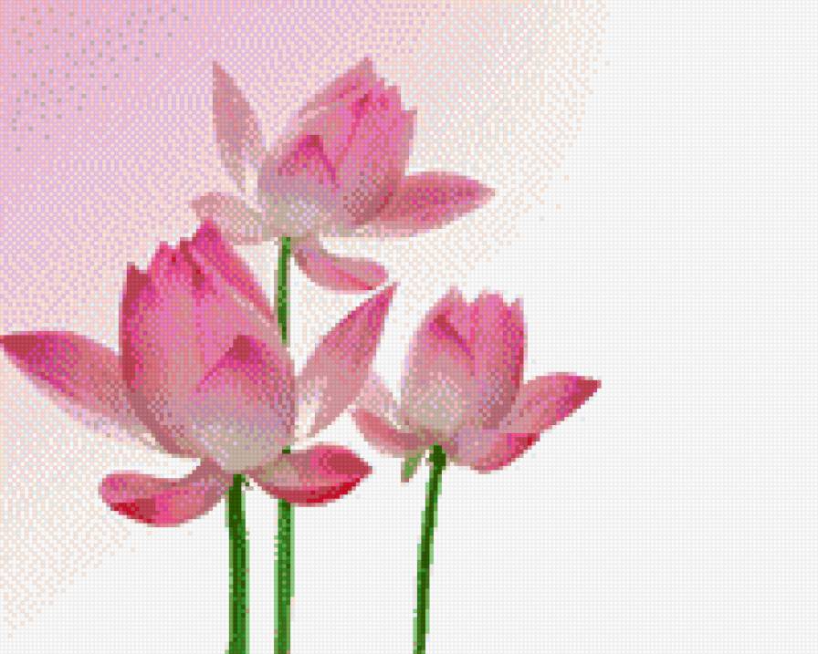 Лотосы - предпросмотр