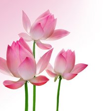 Схема вышивки «Лотосы»