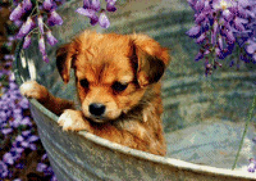 №1001682 - собаки, звери, животные - предпросмотр