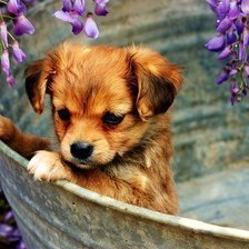 Схема вышивки «№1001682»