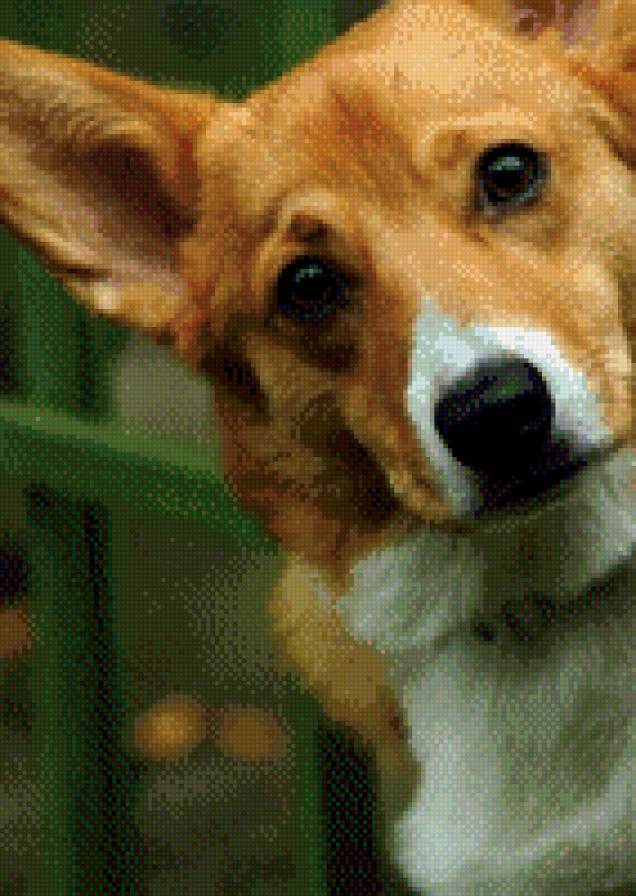 №1001692 - звери, животные, собаки - предпросмотр