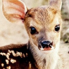 Схема вышивки «№1001701»