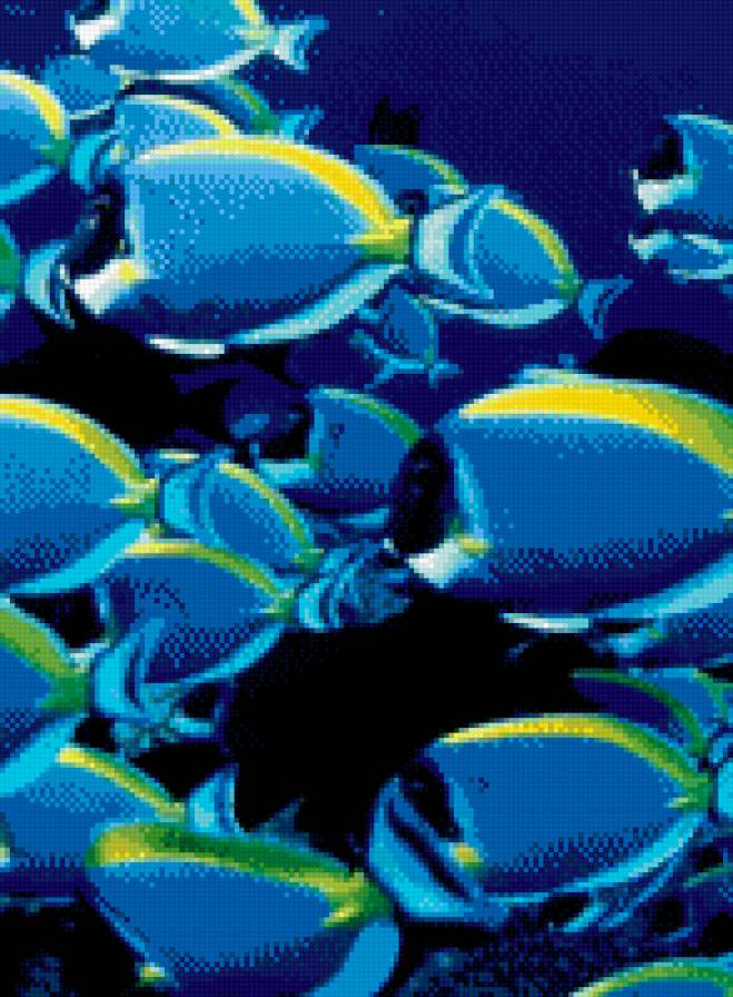 №1001707 - рыбы, красота - предпросмотр