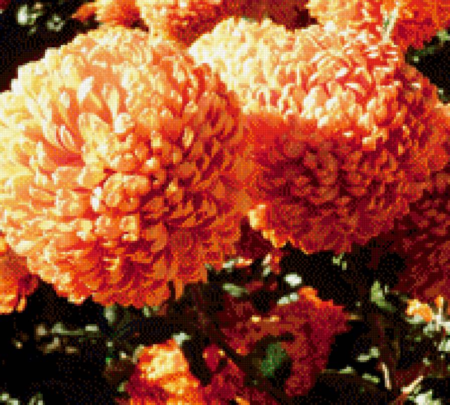 №1001715 - хризантема, цветы - предпросмотр