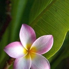 Схема вышивки «№1001717»