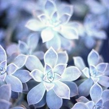 Схема вышивки «№1001726»