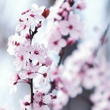 Схема вышивки «№1001728»