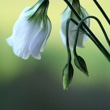 Схема вышивки «№1001743»