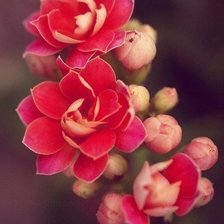 Схема вышивки «№1001745»