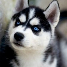 Схема вышивки «№1001748»