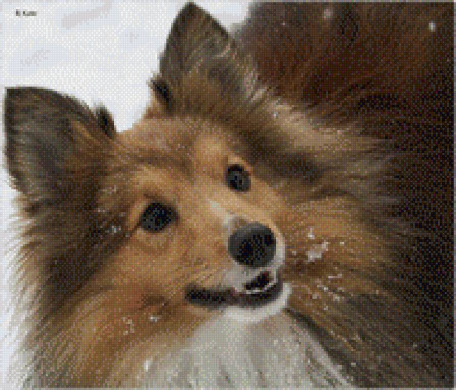 Шелти - собака, шелти - предпросмотр