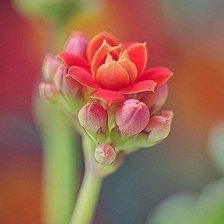 Схема вышивки «№1001765»