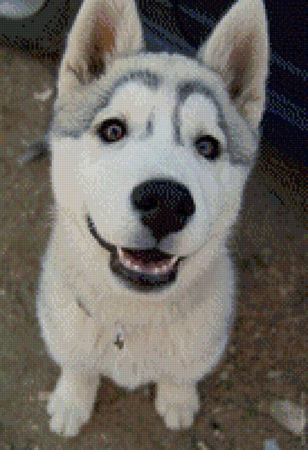 Пес - предпросмотр