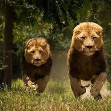 Схема вышивки «львы»