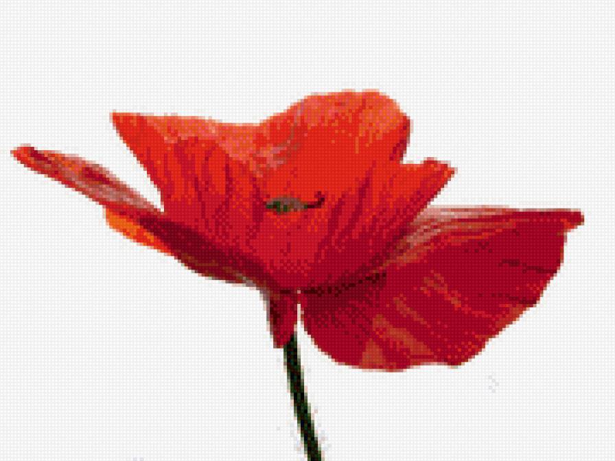 Красный мак - цветок, красный, мак - предпросмотр